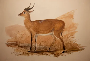 Kob Antelope, 1837